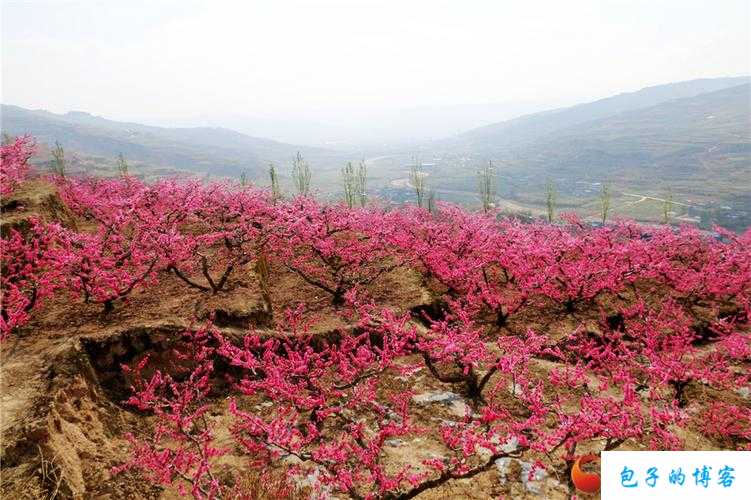 美丽的水蜜桃2最经典的一句桃花依旧笑春风