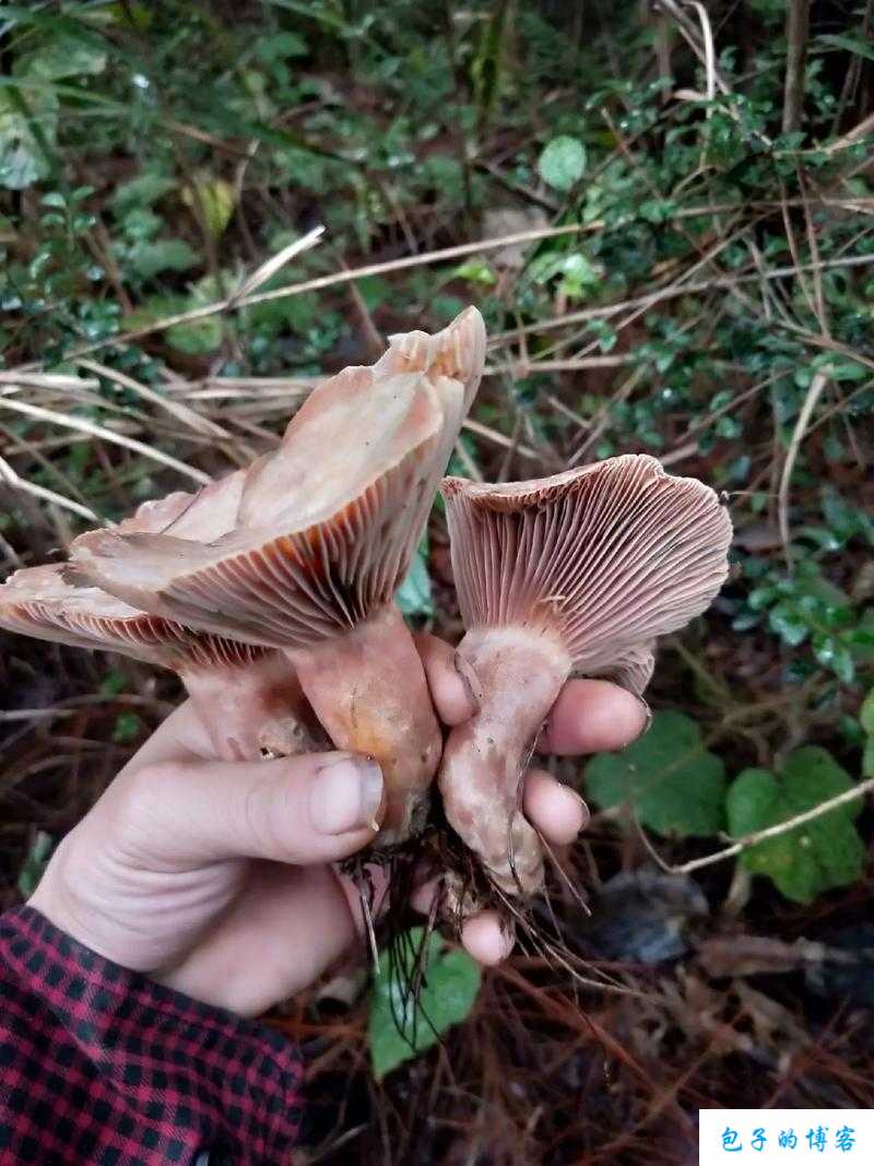 最强蜗牛蘑菇食用指南：哪些蘑菇可安全食用及合成方案揭秘