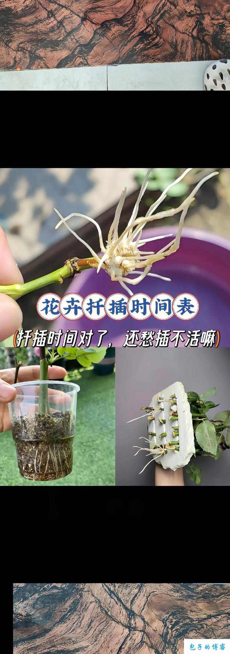 日本72种扦插方式：花卉繁殖的艺术与技巧