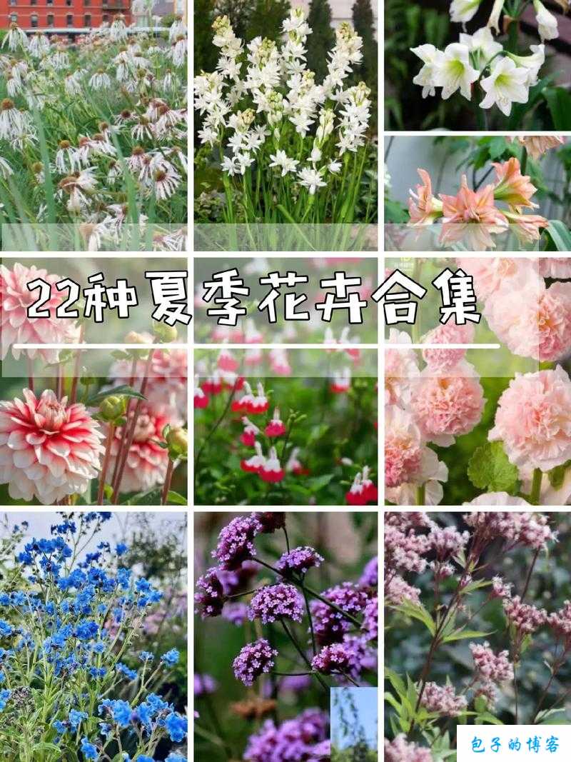 花海秘境：花种大全与种植推荐